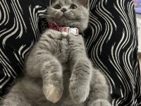 4 aylık dişi british shorthair