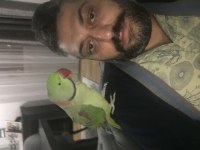 1 bucuk yaşında ele kola gelir alexander papağanı