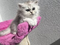scottish fold ve straight bebeklerim 65 günlük oldular