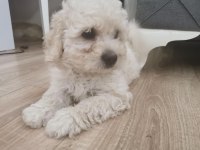 Maltipoo Adrese Teslim, Kapıda Ödeme Yapabilirsiniz