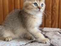 Golden British Shorthair Yavrular