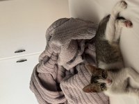 Oyuncu ve Sevimli Yavru Kedi