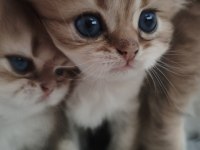 Chinchilla yavruları