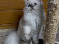 Güzel british longhair prenses kızımız