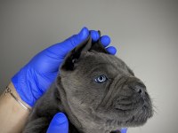 Cane Corso Yavru Denizli