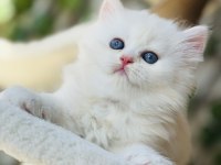 Safkan muazzam tip top kafa erkek british longhair