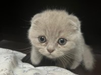 7 adet scottish fold yavrusu