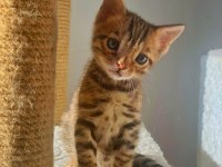 Erkek Bengal Kedisi Yavru