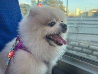 Pomeranian boo köpeğimiz