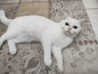 İnanılmaz huyda güzeller güzeli dişi british shorthair