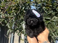 Korean Siyah Poodle Yavru Köpeklerimiz