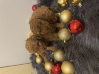 Orijinal toy poodle bebeklerimiz