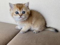 Tatlı mı tatlı British Shorthair yavrular