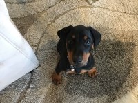 İsteğe Özel Estetikle Doberman