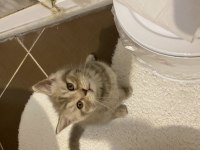 British shorthair yavru