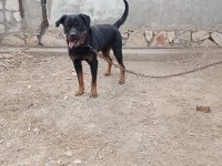 2 yaşında damızlık rottweiler