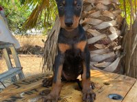 Doberman köpekler acil yeni yuvalarına hazırlar