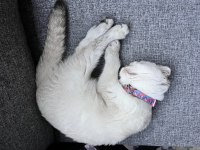 Akıllı uysal scottish fold