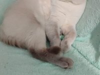 British golden tabby uygun puanlı