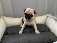 3 aylık saf kan teacup pug
