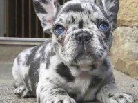 Safkan French Bulldog Merle