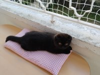 Ragdoll ve scottish fold kırması