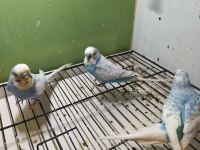 Anne baba ve yavrusu muhabbet kuşlar