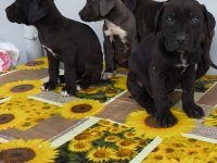 Cane corso yavrular