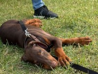 TANK GİBİ KIZIL DOBERMAN YAVRU