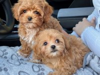 Maltipoo yavru köpeklerimiz