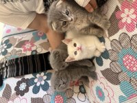 Odd eyes - scottish fold