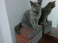 Dişi 7 aylık British Shorthair