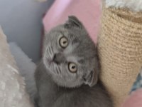 Scottish fold kedisi yavrularımız