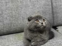 A kalite ayı surat gold british shorthair yavrular