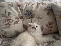 2 buçuk aylık dişi british longhair yavrumuz