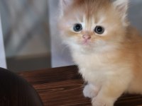 Show Kalite ny12 British Longhair