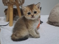Tatlı golden british shorthair yavrumuz