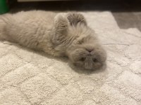 Scottish fold kedimiz için ulaşın