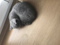Yavru sevimli British Shorthair