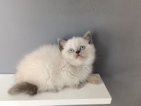 British shorthair blue point