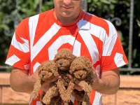 Toy poodle bebeklerimiz