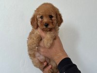 1 erkek 2 dişi poodle yavrularımız
