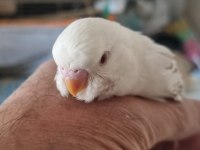 Yavru albino muhabbet kuşu