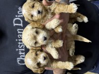 Irk Garantili Maltipoo Yavrular