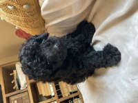 Sevgiyle Büyüyen Poodle Yavruları – Ev doğumlu