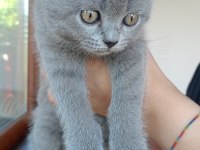 Safkan British Shorthair Yavru