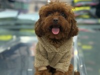 YETİŞKİN DİŞİ KORE 14 AYLIK POODLE