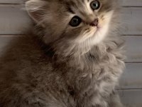 BRİTİSH BEBEK KEDİLERİMİZ