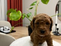 Toy Poodle (Bayram Şekerleri)