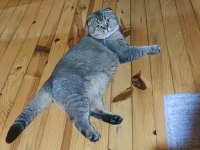 Scottish fold exotic oğlum